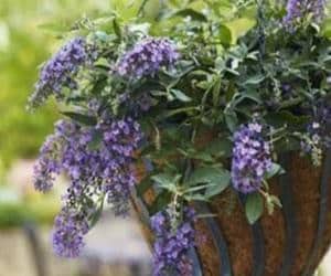 You are currently viewing Choosing One of These Four Hanging Plants Will Add Color and Life to Your Patio!